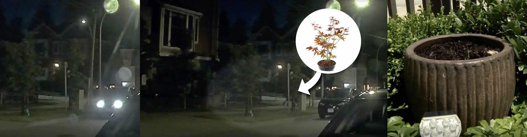 How a Dash Cam Captured the Theft of a Japanese Maple Tree